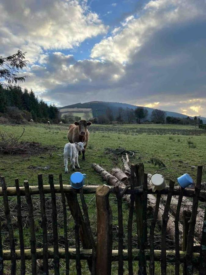 Aughavannagh Yurt Glamping Aughrim Zewnętrze zdjęcie